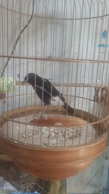 choè đât 1 mùa đá tay , tắm nhanh. Mua bán Chim tại Quận 5 Tp Hồ Chí Minh được đăng bởi chim cảnh  hình 1