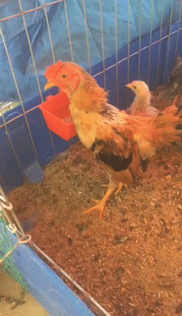 Gà tre Vàng bò. Mua bán Gà tại Huyện An Lão Hải Phòng được đăng bởi Hải Ba Số hình 1