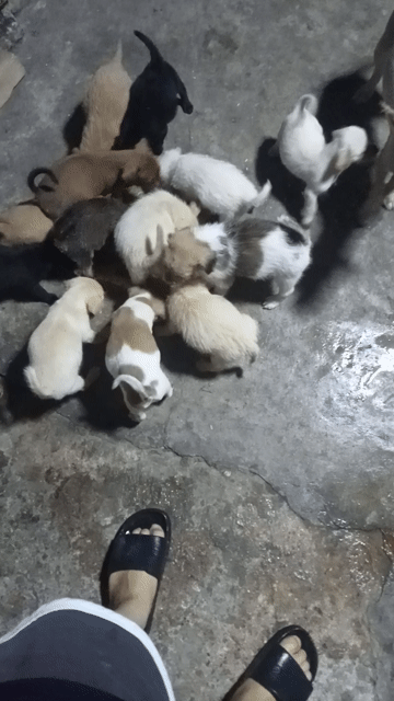 Chó con giống nhỏ 2 tháng tuổi nhiều màu. Mua bán Chó tại Huyện Cẩm Giàng Hải Dương được đăng bởi Ngọc Đào hình 1
