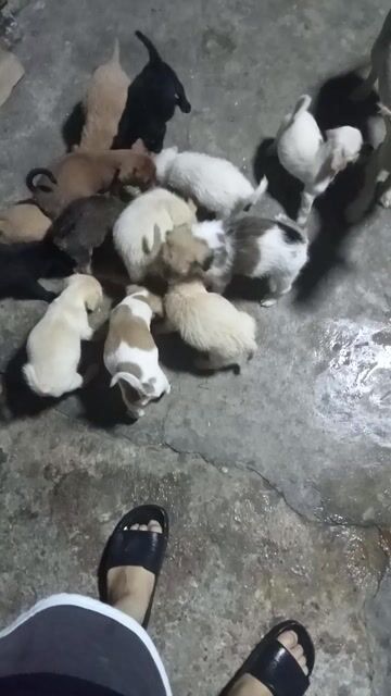 Chó con giống nhỏ 2 tháng tuổi nhiều màu. Mua bán Chó tại Huyện Cẩm Giàng Hải Dương được đăng bởi Ngọc Đào hình 1