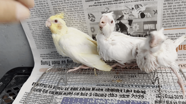 Vẹt Cockatiel Non Đa màu Cả hai. Mua bán Chim tại Quận Bình Tân Tp Hồ Chí Minh được đăng bởi tran khiem hình 1