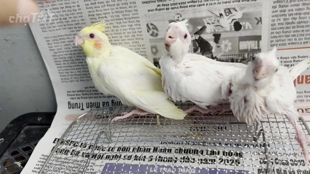 Vẹt Cockatiel Non Đa màu Cả hai. Mua bán Chim tại Quận Bình Tân Tp Hồ Chí Minh được đăng bởi tran khiem hình 1