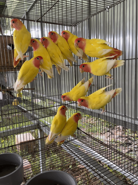Vẹt Lovebird Vàng Đỏ. Mua bán Chim tại Thị xã Tân Uyên Bình Dương được đăng bởi Minh Nguyện Đạo hình 1