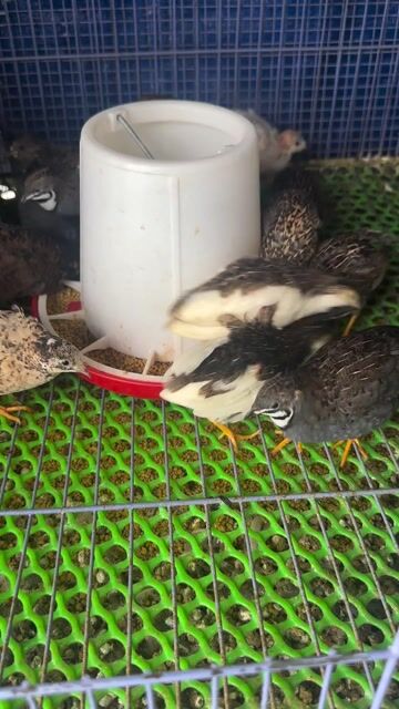 Chim cút Rutin 3-4 tuần Khỏe mạnh. Mua bán Chim tại Quận Gò Vấp Tp Hồ Chí Minh được đăng bởi Oanh Nguyễn hình 1