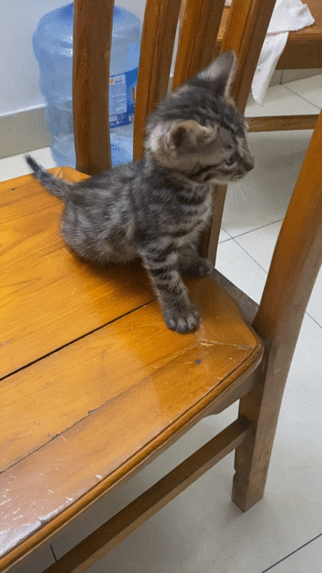 Mèo Bengal Vằn Đực Cái 1 tháng. Mua bán Mèo tại Quận Cầu Giấy Hà Nội được đăng bởi Hang Nguyen hình 1