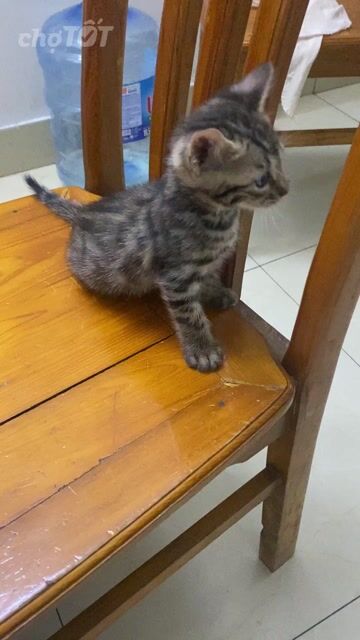 Mèo Bengal Vằn Đực Cái 1 tháng. Mua bán Mèo tại Quận Cầu Giấy Hà Nội được đăng bởi Hang Nguyen hình 1
