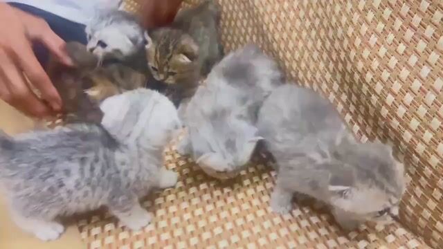 Mèo con Đa sắc 4 con. Mua bán Mèo tại Quận Hải Châu Đà Nẵng được đăng bởi Nguyễn Quốc Tường hình 1