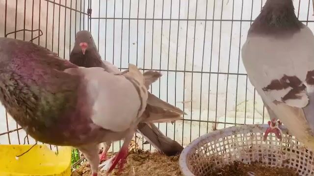 cặp bồ câu Titan sinh sản + con. Mua bán Chim tại Quận Ninh Kiều Cần Thơ được đăng bởi huỳnh  hình 1