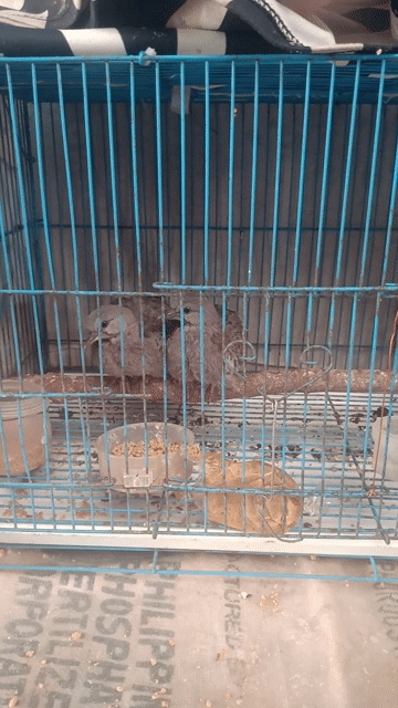 Chim Ma Lai non 2 con. Mua bán Chim tại Thành phố Long Khánh Đồng Nai được đăng bởi cu gáy mai lai sinh sản Đồng nai  hình 1