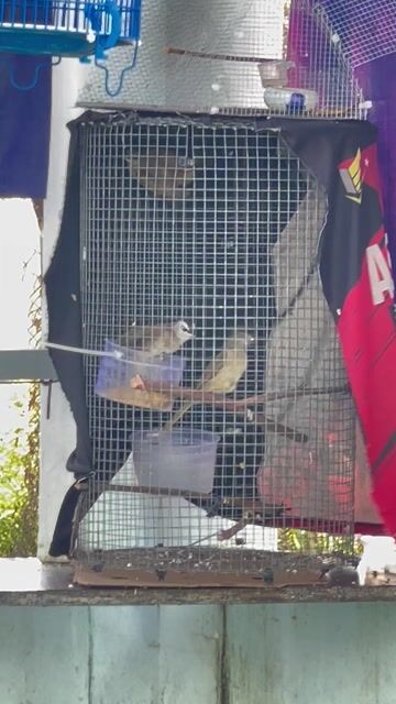 Chim Hoành hoạch đã vô cám. Mua bán Chim tại Huyện Cần Giuộc Long An được đăng bởi Phong hình 1