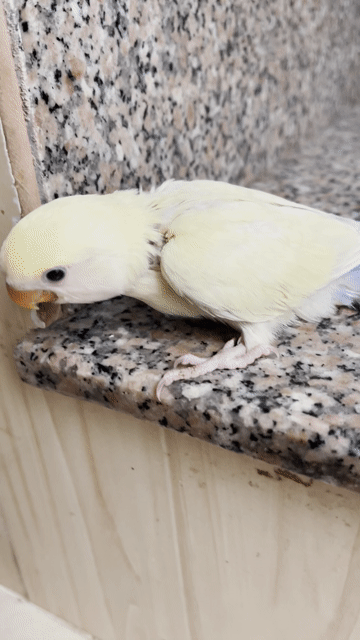 Vẹt Lovebird non Vàng kem. Mua bán Chim tại Thành phố Biên Hòa Đồng Nai được đăng bởi Vinh Bui hình 1
