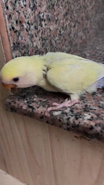 Vẹt Lovebird non Vàng kem. Mua bán Chim tại Thành phố Biên Hòa Đồng Nai được đăng bởi Vinh Bui hình 1