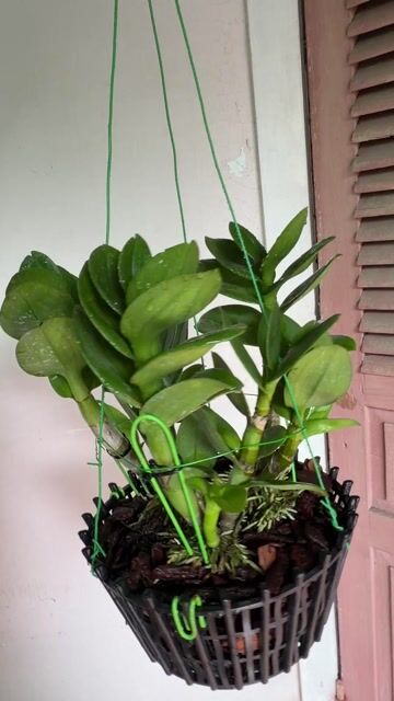 Lan Dendro Siam hoàng đế chậu fi25. Mua bán Cây cảnh, đồ trang trí tại Thành phố Huế Thừa Thiên Huế được đăng bởi Hoàng hình 1