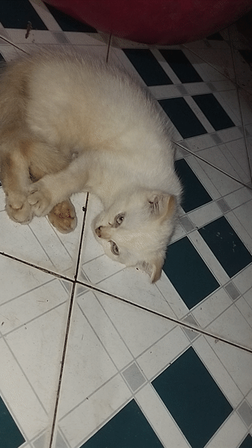 Mèo con 2 tháng tuổi(con gái). Mua bán Mèo tại Thành phố Vĩnh Long Vĩnh Long được đăng bởi Thuận Lê hình 1