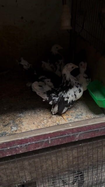 seẻama bông. Mua bán Gà tại Thành phố Sóc Trăng Sóc Trăng được đăng bởi Mạch Bảo hình 1