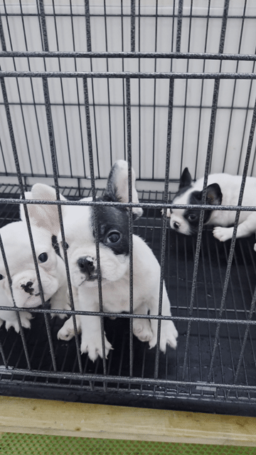 Chó Bull Pháp con. Mua bán Chó tại Quận Bình Tân Tp Hồ Chí Minh được đăng bởi Dương Minh Trí hình 1
