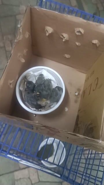 Chim Khuyên xanh non trống. Mua bán Chim tại Quận 5 Tp Hồ Chí Minh được đăng bởi chim cảnh  hình 1