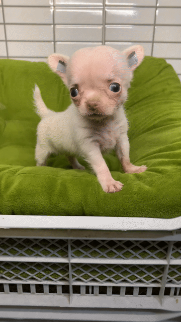 Chó Chihuahua mini. Mua bán Chó tại Quận 8 Tp Hồ Chí Minh được đăng bởi Nguyễn Mạnh  hình 1