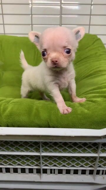 Chó Chihuahua mini. Mua bán Chó tại Quận 8 Tp Hồ Chí Minh được đăng bởi Nguyễn Mạnh  hình 1