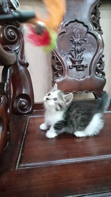 Mèo Munchkin đực . Mua bán Mèo tại Quận Lê Chân Hải Phòng được đăng bởi Ching hình 1