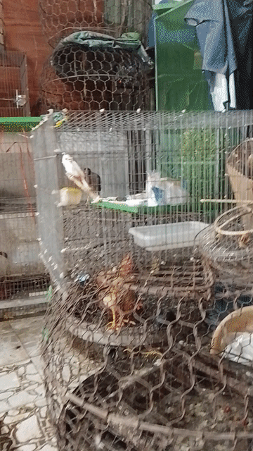 chào mào Bạch cần bay để lo việc gấp . Mua bán Chim tại Huyện Hóc Môn Tp Hồ Chí Minh được đăng bởi Phat Hoang hình 1