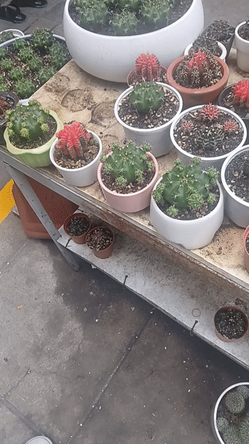 Chậu cây cảnh Gốm sứ Phong thủy dễ thương. Mua bán Cây cảnh, đồ trang trí tại Quận Hải Châu Đà Nẵng được đăng bởi Dũng Lê hình 1