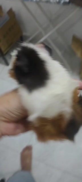 gả gấp 3 bé chuột lang đực. Mua bán Thú cưng khác tại Quận Tân Phú Tp Hồ Chí Minh được đăng bởi trần anh nhật hình 1