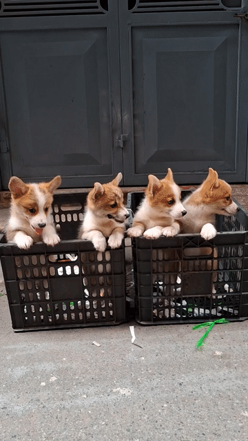 Cún corgi tìm nhà mới ạ. Mua bán Chó tại Quận Đống Đa Hà Nội được đăng bởi Tùng Lâm corgi hình 1