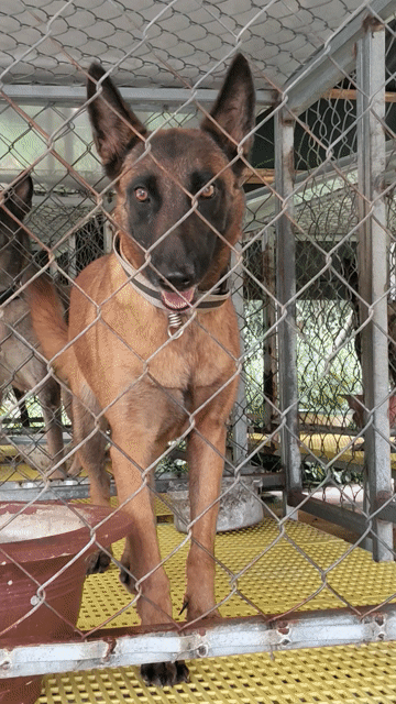 Chó Malinois cái đã sinh sản. Mua bán Chó tại Thị xã Bến Cát Bình Dương được đăng bởi Malinois bình dương  hình 1