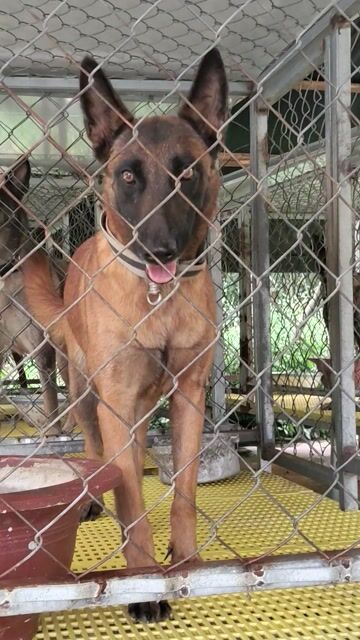 Chó Malinois cái đã sinh sản. Mua bán Chó tại Thị xã Bến Cát Bình Dương được đăng bởi Malinois bình dương  hình 1