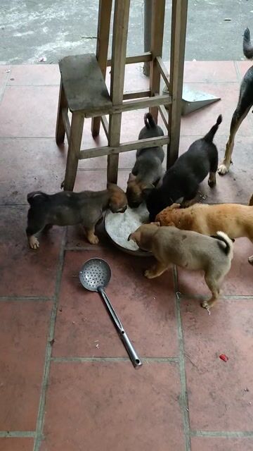 Chó cỏ lai cảnh 2 tháng. Mua bán Chó tại Huyện Thường Tín Hà Nội được đăng bởi duy khanh hình 1