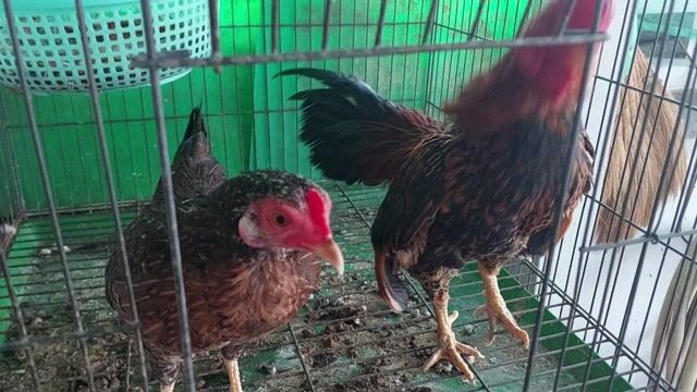 trống tre bắc nọc thanh lý. Mua bán Gà tại Quận 11 Tp Hồ Chí Minh được đăng bởi thiên  hình 1