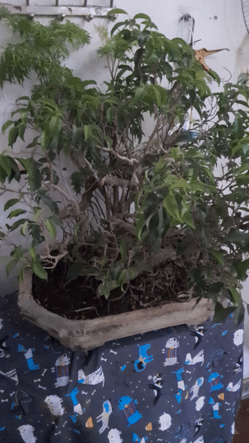 Si già 13 năm. Mua bán Cây cảnh, đồ trang trí tại Thành phố Nam Định Nam Định được đăng bởi thanh hình 1
