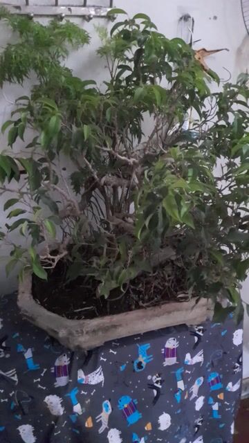Si già 13 năm. Mua bán Cây cảnh, đồ trang trí tại Thành phố Nam Định Nam Định được đăng bởi thanh hình 1