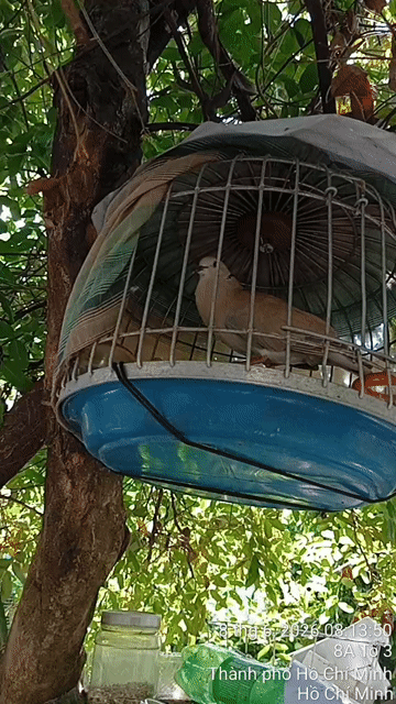 Chim pháp khác . Mua bán Chim tại Thành phố Thủ Đức Tp Hồ Chí Minh được đăng bởi chao chảo mặt trắng  hình 1