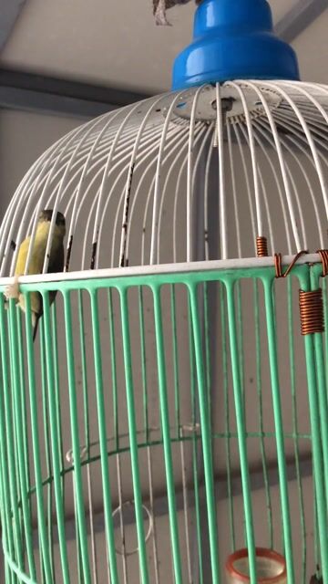 7 màu dạn hót. Mua bán Chim tại Quận Gò Vấp Tp Hồ Chí Minh được đăng bởi Chưa đặt tên hình 1