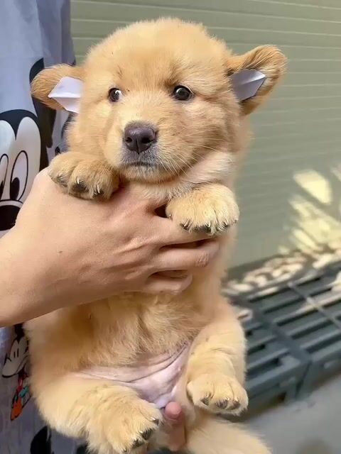 chó golden x nhật 2 tháng. Mua bán Chó tại Quận Tân Phú Tp Hồ Chí Minh được đăng bởi Minh nguyễn  hình 1