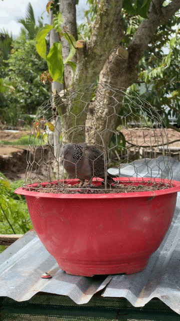 Chim cu gáy Malaysia. Mua bán Chim tại Huyện Phong Điền Cần Thơ được đăng bởi Long hình 1