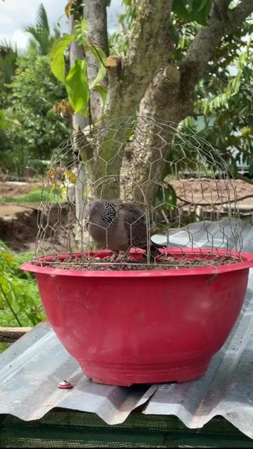 Chim cu gáy Malaysia. Mua bán Chim tại Huyện Phong Điền Cần Thơ được đăng bởi Long hình 1