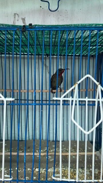 Chim Xác pháo chuyền cám cứng. Mua bán Chim tại Thành phố Thủ Đức Tp Hồ Chí Minh được đăng bởi Tường hình 1