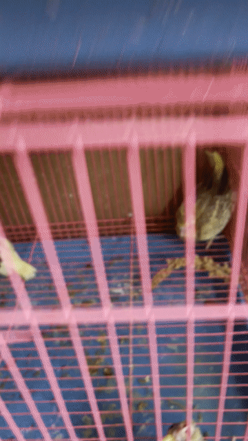 Chim Cockatiel Lutino Vàng sáng To con Khỏe mạnh. Mua bán Chim tại Quận Gò Vấp Tp Hồ Chí Minh được đăng bởi Phan Đình Lộc hình 1