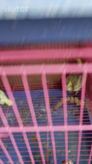 Chim Cockatiel Lutino Vàng sáng To con Khỏe mạnh. Mua bán Chim tại Quận Gò Vấp Tp Hồ Chí Minh được đăng bởi Phan Đình Lộc hình 1