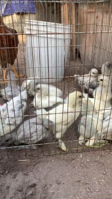 Gà HMông con đa sắc. Mua bán Gà tại Huyện Trảng Bom Đồng Nai được đăng bởi huỳnh phương hình 1