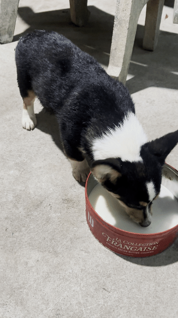 Chó Corgi đực 3 tháng. Mua bán Chó tại Quận Gò Vấp Tp Hồ Chí Minh được đăng bởi Páo Khủ hình 1