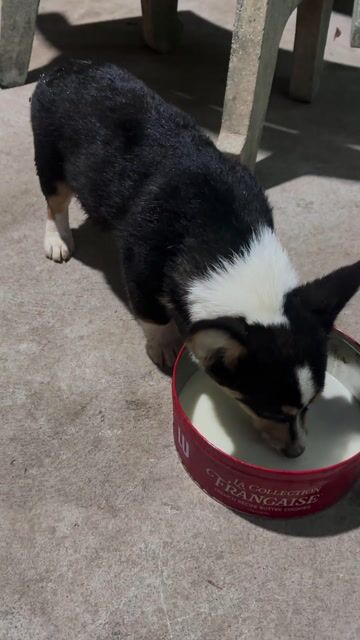Chó Corgi đực 3 tháng. Mua bán Chó tại Quận Gò Vấp Tp Hồ Chí Minh được đăng bởi Páo Khủ hình 1
