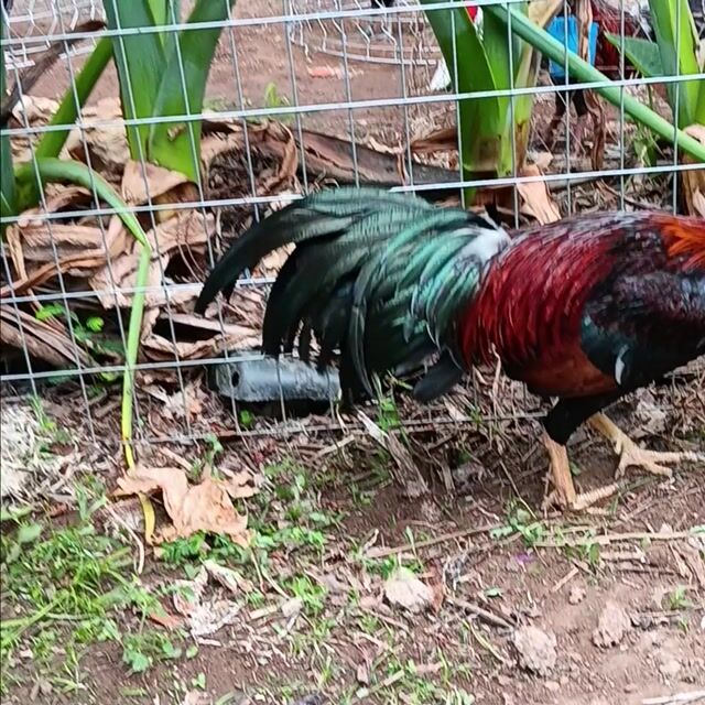 Gà điều  3.1kg. Mua bán Gà tại Huyện Thạnh Phú Bến Tre được đăng bởi thành vinh hình 1