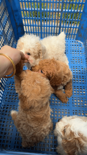 Chó Poodle thuần chủng nhiều màu 33 ngày tuổi. Mua bán Chó tại Thành phố Thủ Đức Tp Hồ Chí Minh được đăng bởi Kim Ngọc hình 1
