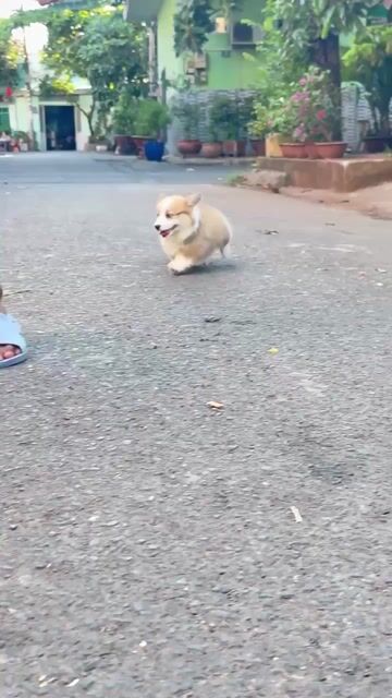 Chó Corgi đủ  đực/cái 2.5 tháng. Mua bán Chó tại Quận Bình Tân Tp Hồ Chí Minh được đăng bởi Minh Anh hình 1