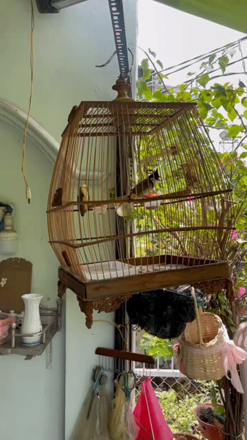 Chim Chào mào đã sổ bộng. Mua bán Chim tại Thành phố Thủ Đức Tp Hồ Chí Minh được đăng bởi minh khang hình 1