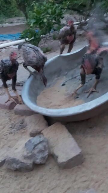 Gà trống Đen, đỏ, nâu. Mua bán Gà tại Huyện Phú Xuyên Hà Nội được đăng bởi nguyễn văn thành hình 1